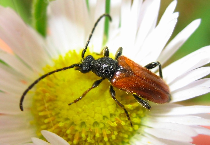 Pseudalosterna (Pseudovadonia) livida ?